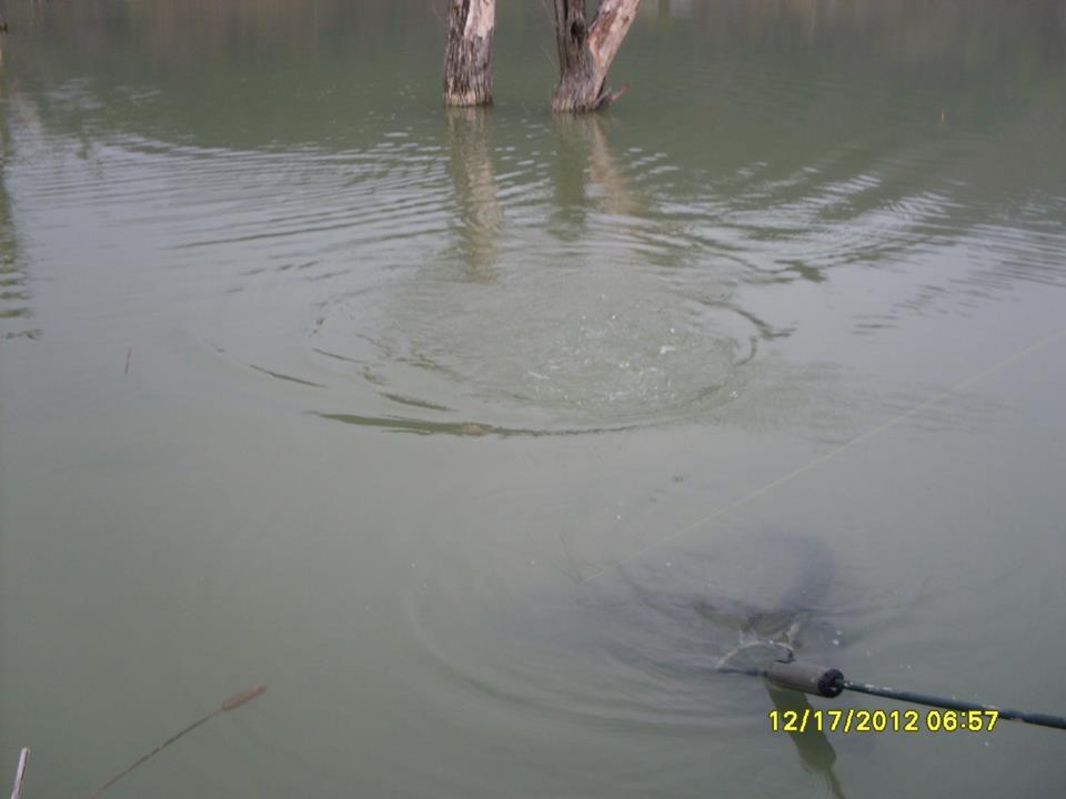 icn carp - 147758214013788634358531260474916n.jpg